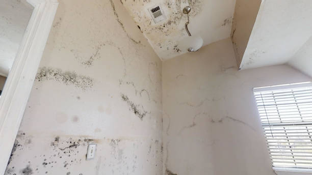 Professional Mold Removal in Wheatland, WY