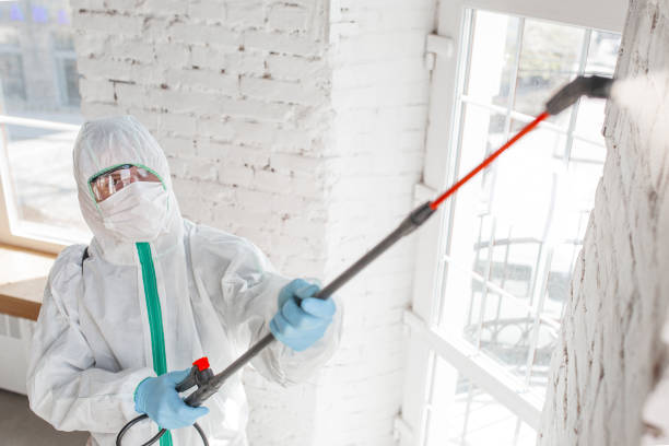 Best Basement Mold Removal  in Wheatland, WY