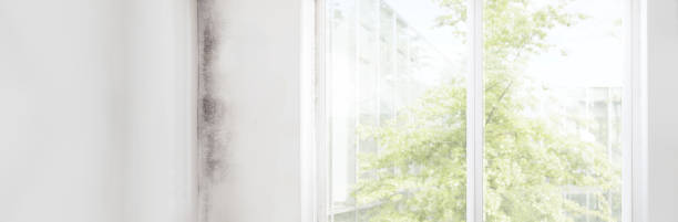 Best Mold Removal for HVAC Installations  in Wheatland, WY
